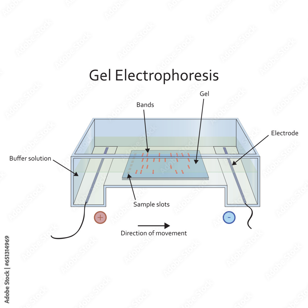 Diagram showing gel electrophoresis apparatus labolatory equipment