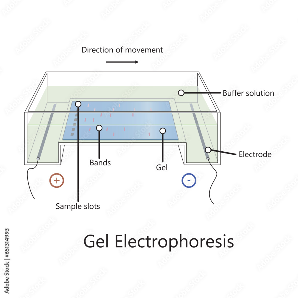 Diagram showing gel electrophoresis apparatus labolatory equipment