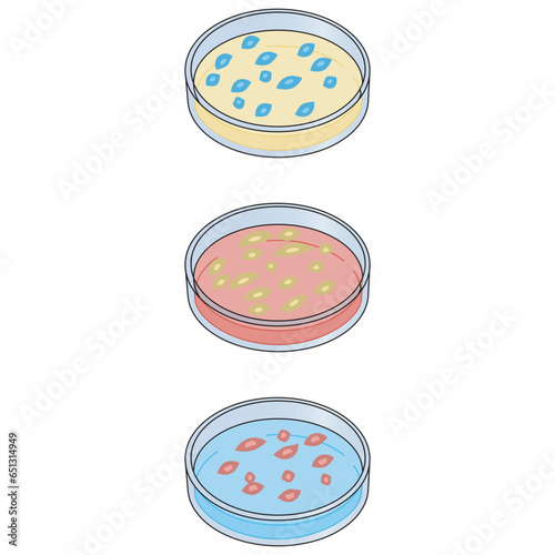 Set of 3 petri dish colorful icons with bacteria growth, simple vector illustration design. Medical carttoon symbol to use in websites, lectures, presentations, etc photo