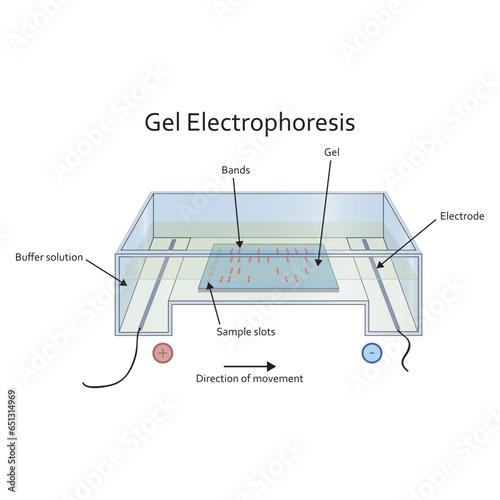 Diagram showing gel electrophoresis apparatus - labolatory equipment scientific illustration, showing gel, electrode, buffer solution, bands and slot. Technical vector illustration. photo
