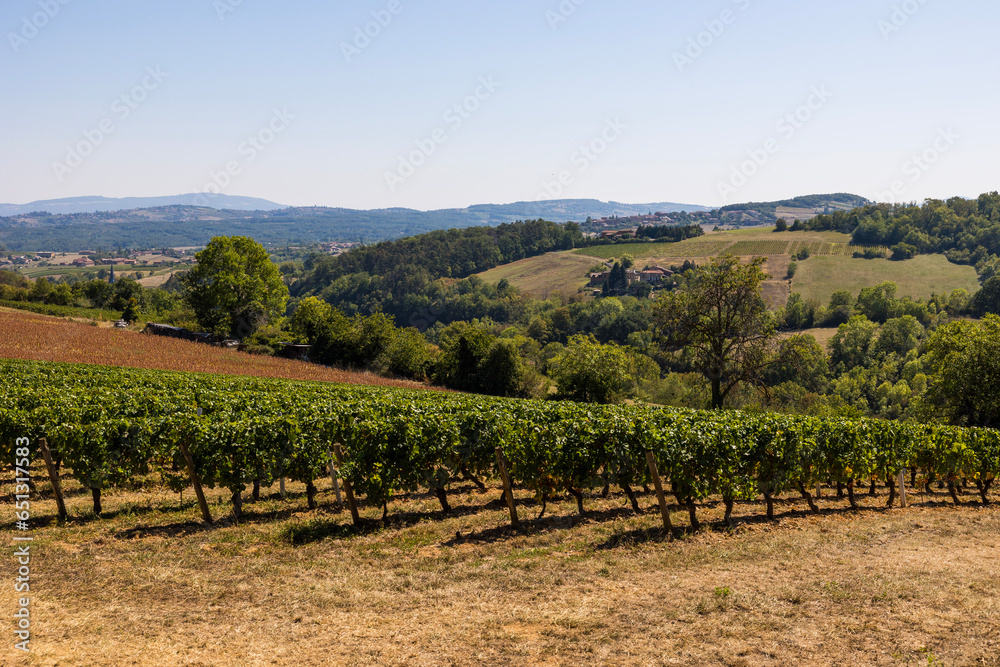 Vignoble du Beaujolais près du village de Jarnioux, dans le pays des pierres dorées