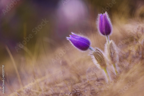 Pulsatilla patens delicate Purple blossom
