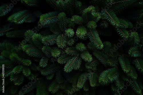 Green pine tree brunch background Generative AI