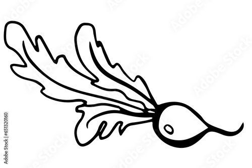 Radish. Fresh organic Monochrome doodle illustration for farm market and shop design. Vector outline doodle illustration isolated on white background.