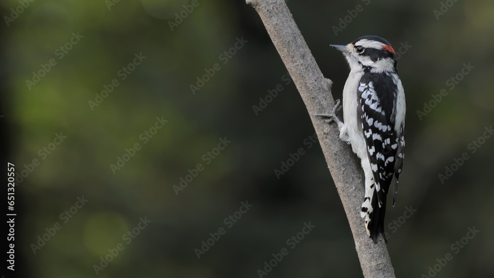 Downy Woodpecker (Dryobates pubescens) the smallest woodpecker in North