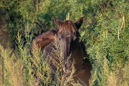 horse eating grass