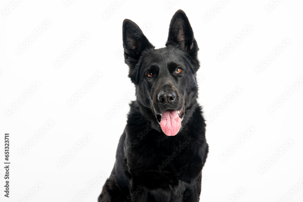 German Shepherd. Black Dog. Dog on a white background.