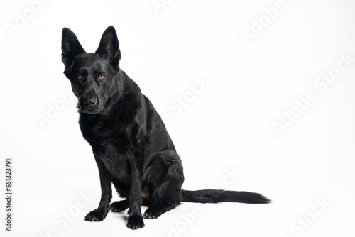 фотографія German Shepherd. Black Dog. Dog on a white background.