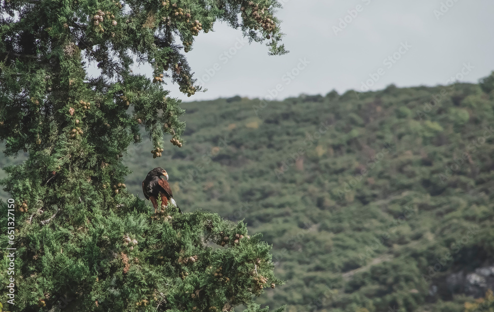 Hawk in the forest Hawk in the forest