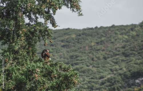 Hawk in the forest