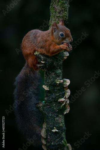 Cute Red Squirrel  Sciurus vulgaris  eating a nut on a branch.  in an autumn forest. Autumn day in a deep forest in the Netherlands.                                          