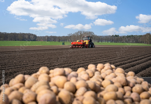 Anbau von Kartoffeln - Kartoffelknollen stehen am Feldrand für die Aussaat bereit - im Hintergrund Traktor mit Kartoffellegegerät. photo