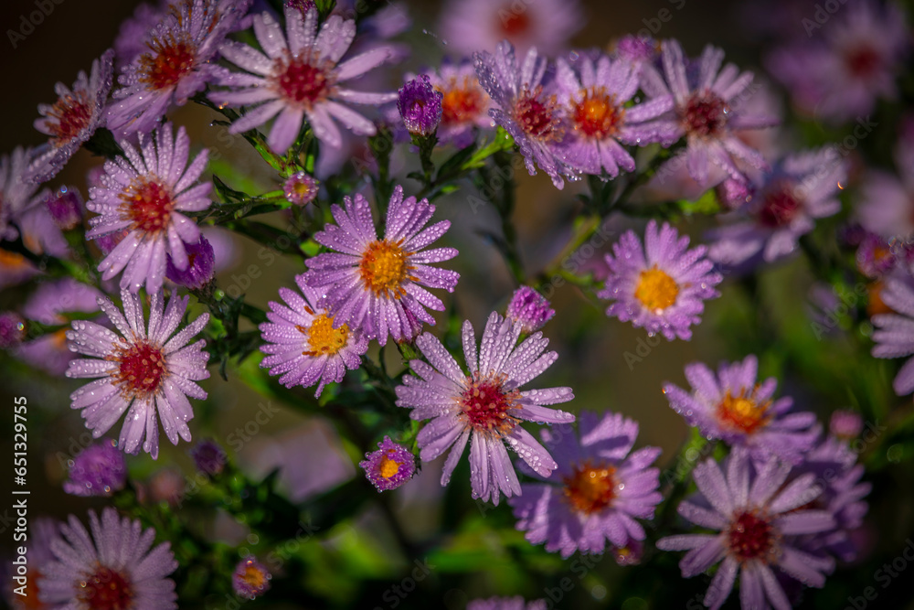 Fototapeta premium Color Aster alpinus flower with beautiful bloom and dew in wet morning