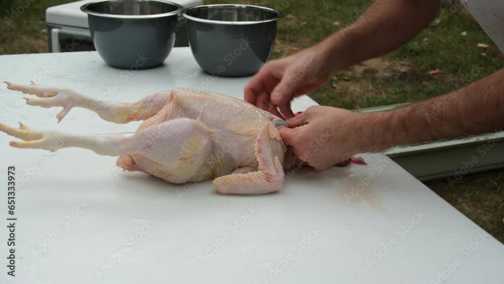 Close up while hand processing freshly butchered and plucked chicken ...