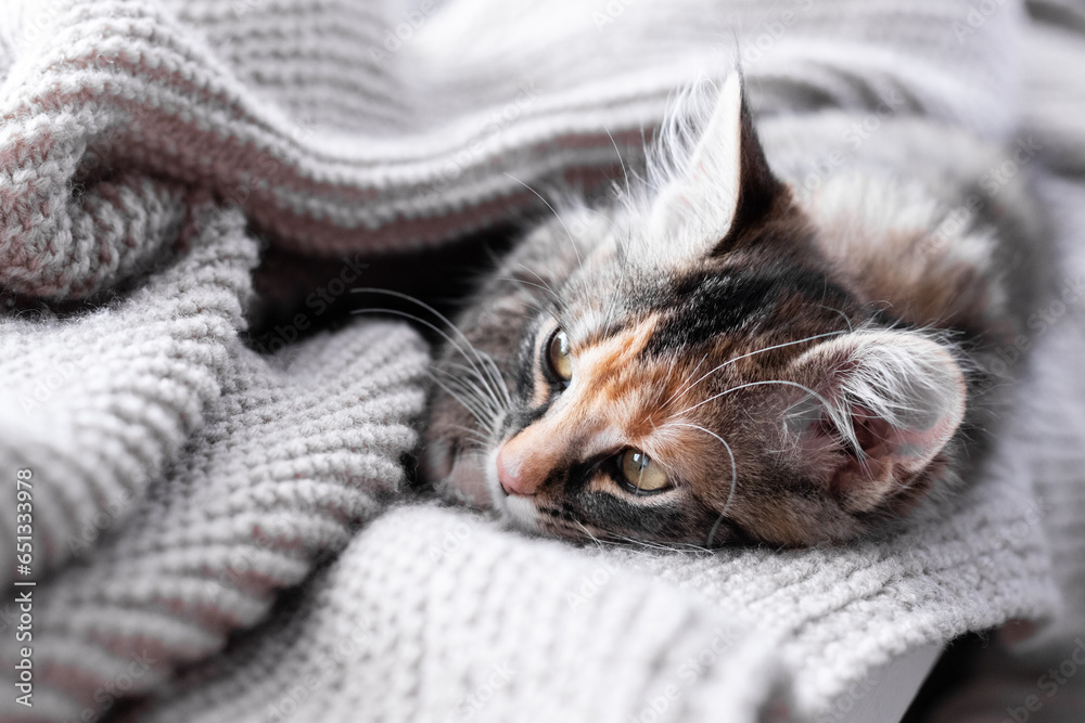 Gray little kitten resting on the windowsill and wrapped in a warm blanket, close-up, soft selective focus - obrazy, fototapety, plakaty 