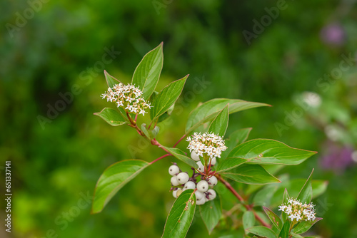 Close-up of red osier dogwood flowers and berries in forest in Alberta, Canada