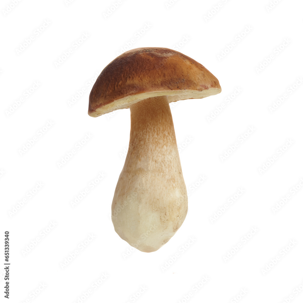Boletus mushroom isolated on white background. King bolete. Boletus mushroom isolated on white background. King bolete.