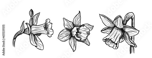 Hand drawn daffodils collection - vector illustration