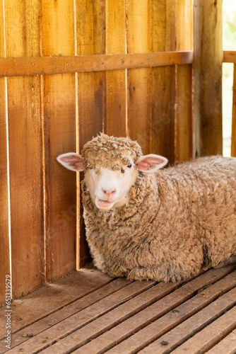 gaspar - sc - santa catarina - engenho - colono - sitio - carneiro - ovelha - lã photo
