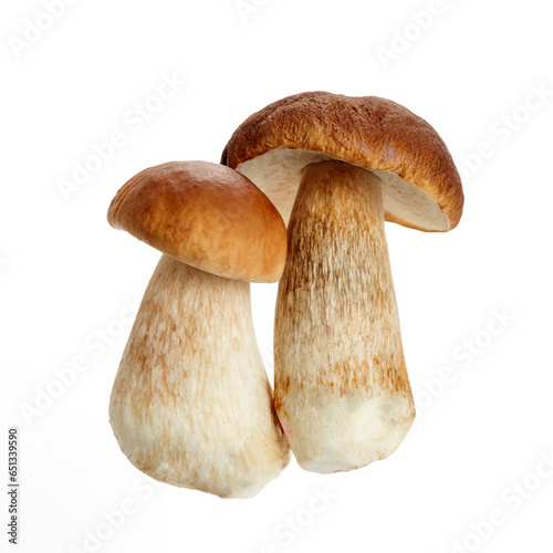 Boletus mushroom isolated on white background. King bolete.