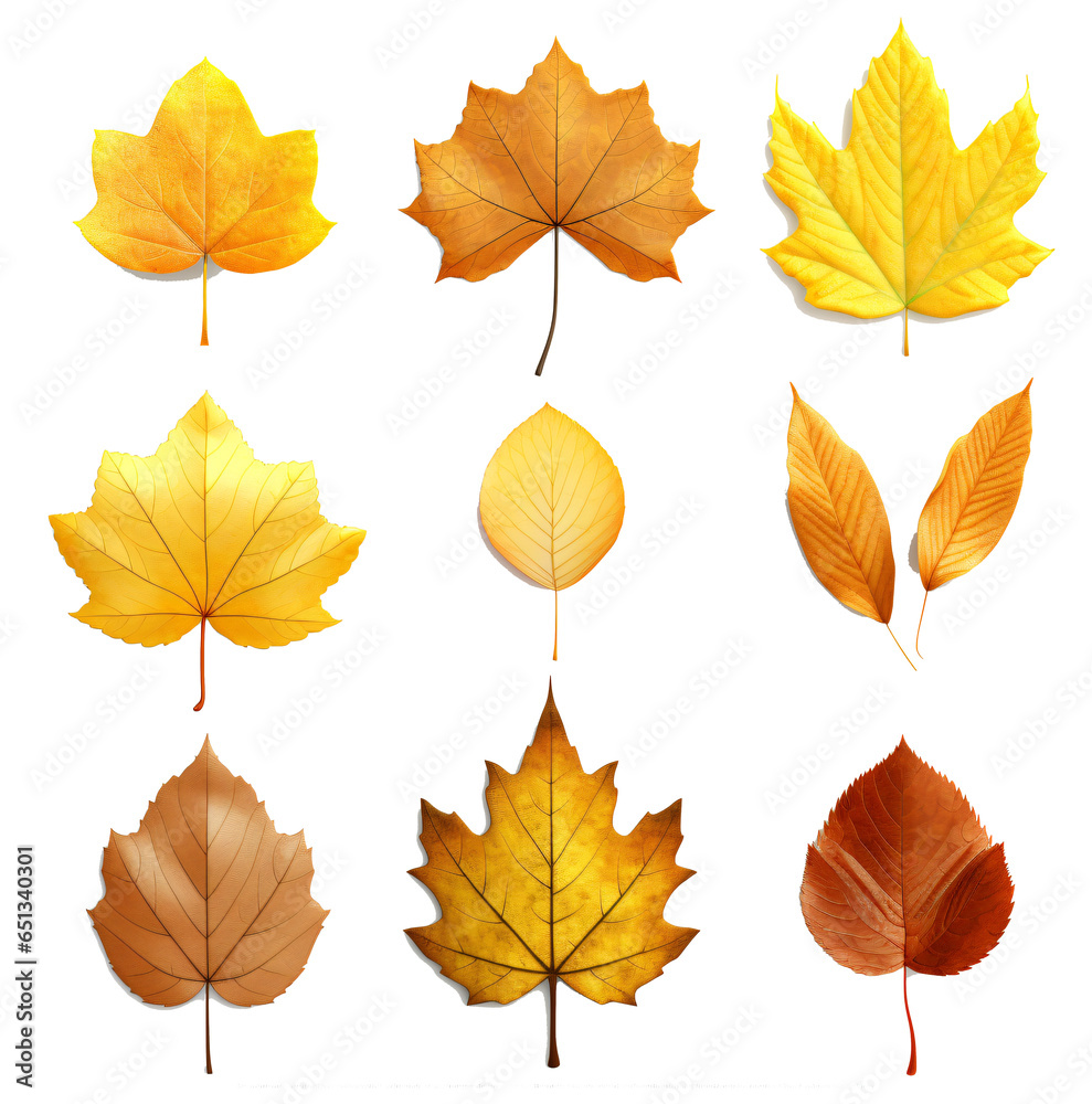 Set of autumn leaf isolated on the transparent background PNG. Set of autumn leaf isolated on the transparent background PNG.