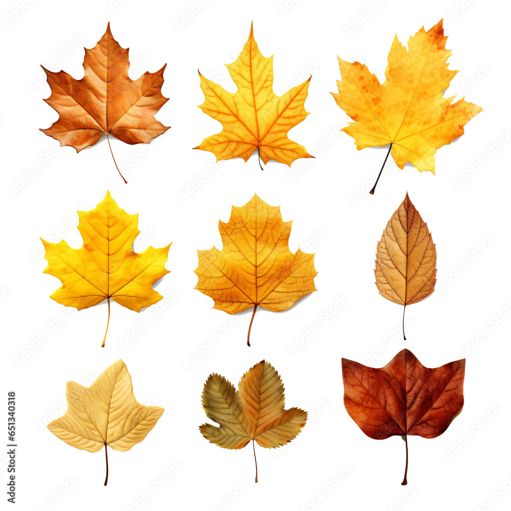Set of autumn leaf isolated on the transparent background PNG. Set of autumn leaf isolated on the transparent background PNG.
