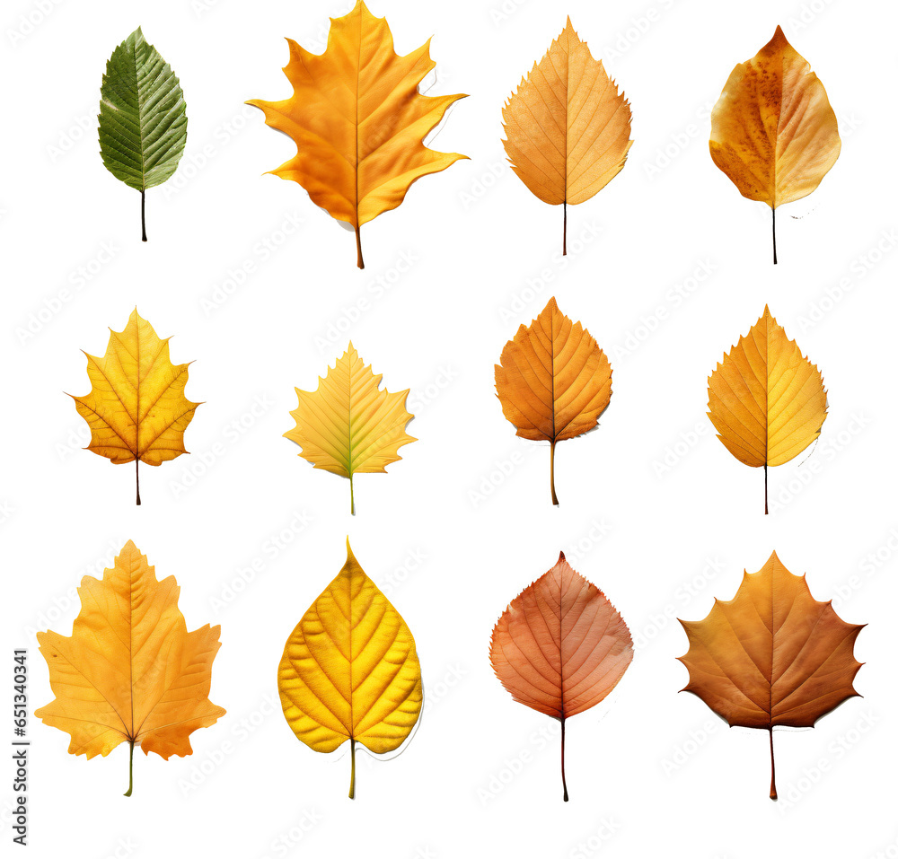 Set of autumn leaf isolated on the transparent background PNG. Set of autumn leaf isolated on the transparent background PNG.