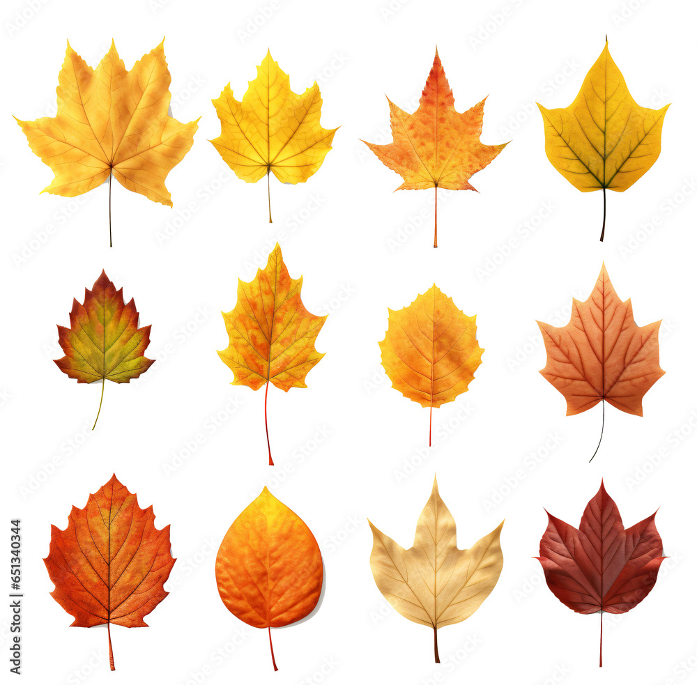 Set of autumn leaf isolated on the transparent background PNG. Set of autumn leaf isolated on the transparent background PNG.