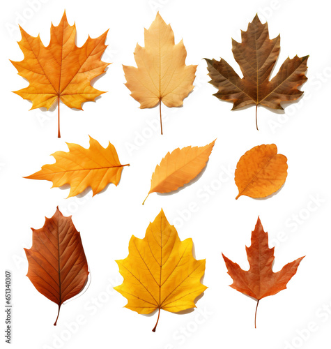 Set of autumn leaf isolated on the transparent background PNG.