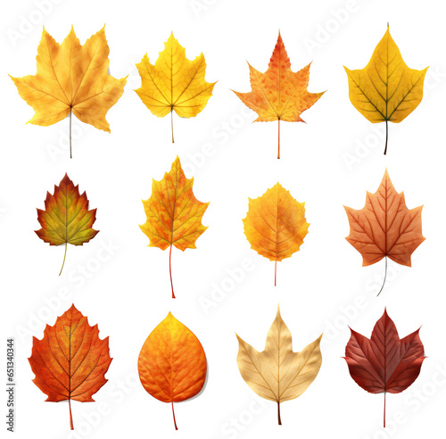 Set of autumn leaf  isolated on the transparent background PNG. © Monika
