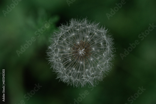 dandelion seed head