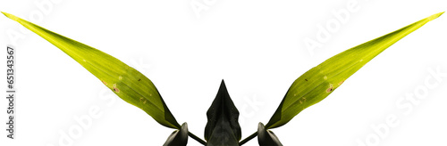 Folha verde do capim planta nativa da Mata Atlântica Brasileira. São Paulo, Brasil.  Formato de arquivo png com fundo transparente. photo