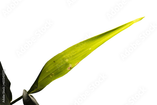 Folha verde do capim planta nativa da Mata Atlântica Brasileira. São Paulo, Brasil.  Formato de arquivo png com fundo transparente.