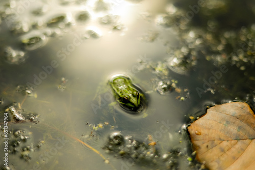 frog in the pond
