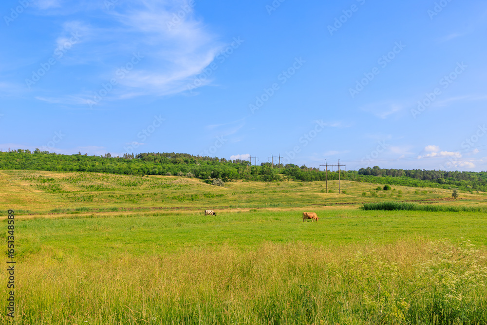 Cow in the village on the pasture. Background with selective focus and copy space