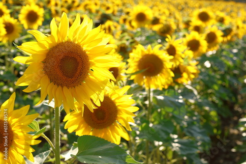 Beautiful sunflowers in the sunflower field