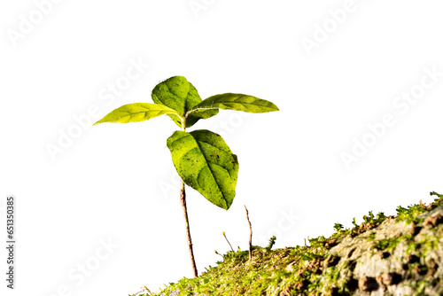 Planta pequena de folha vede encontrada na Mata Atlântica Brasileira. São Paulo, Brasil.   Formato de arquivo png com fundo transparente. photo