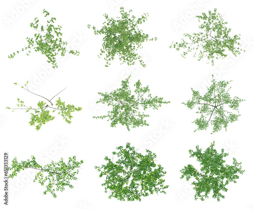 Set of green outside tree on top view isolated on transparent background, 2d plants, 3d render illustration.