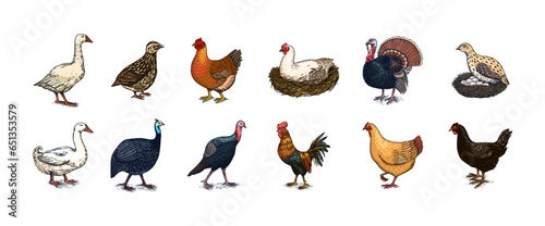 Domestic Chicken bird. Turkey, guinea fowl, goose, duck, quail. Hand drawn. Engraved Farm animal. Old monochrome sketch. Retro template.