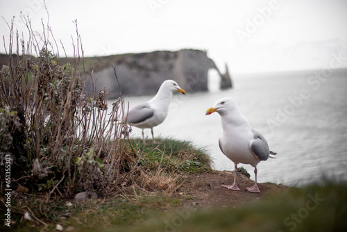 seagull on the beach