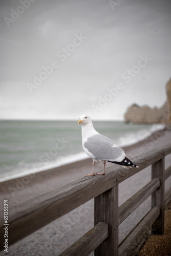 seagull on the pier