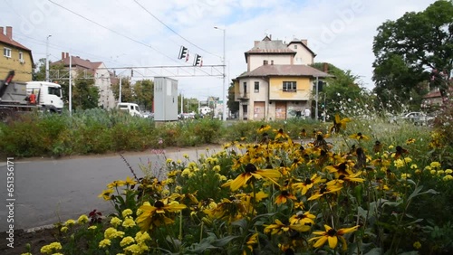 Black-eyed Susan (rudbeckia hirta) flowerbed in a busy crossroad in a big city photo