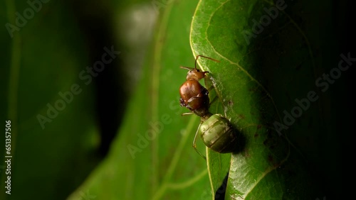 Macro shot of a Queen Weaver Ant on green leaf photo
