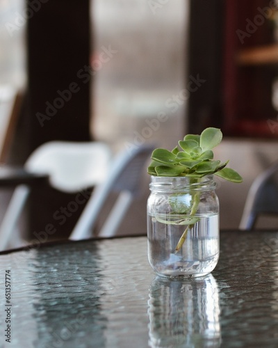 Flor Echeveria y Aeonium de color verde, encima de un frasco transparente con agua, por encima de una mesa negra