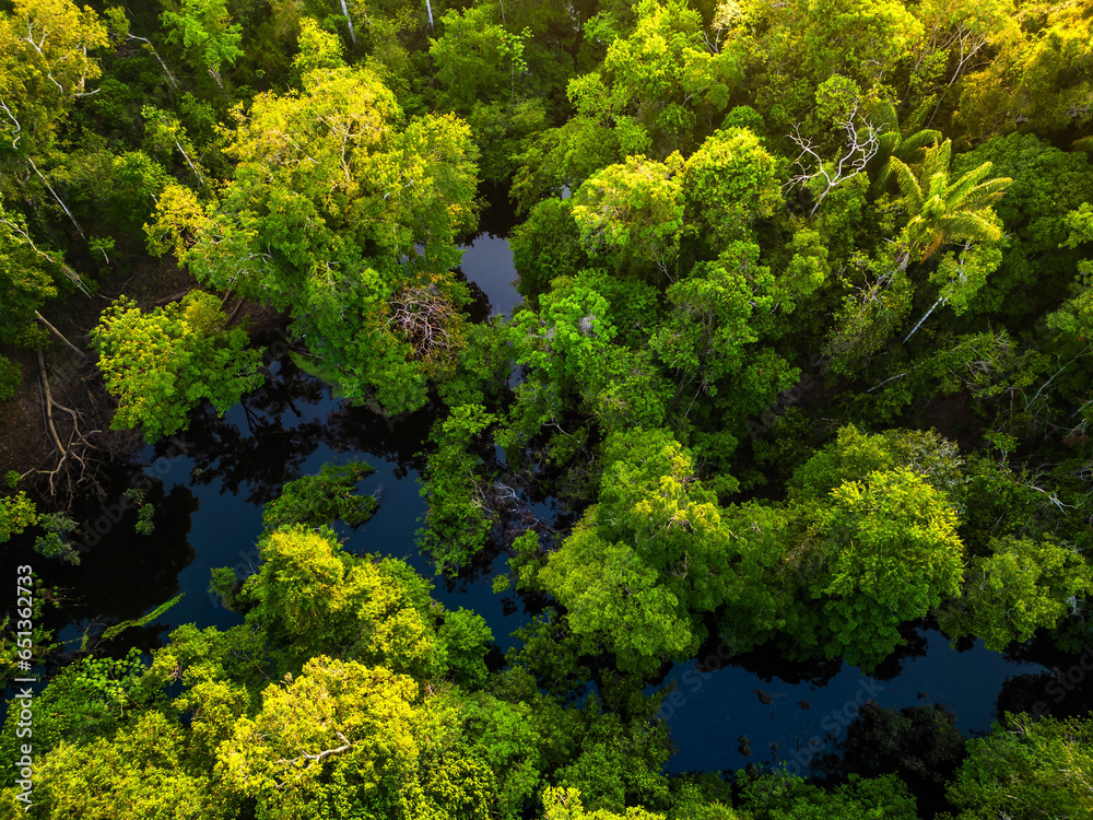 Aerial view of rainforest river in Amazonas Brazil