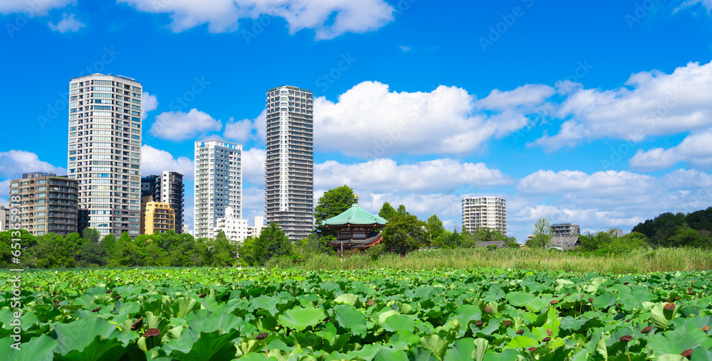 Fototapeta premium 上野恩賜公園 不忍池の蓮