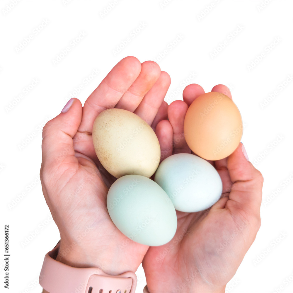 Caucasian women's hands holding colorful chicken eggs. Easter eggers in blue, green, and brown color. Hands holding Araucana Ameraucana eggs isolated on a white background. Caucasian women's hands holding colorful chicken eggs. Easter eggers in blue, green, and brown color. Hands holding Araucana Ameraucana eggs isolated on a white background.