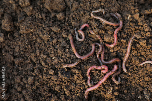 Many earthworms on wet soil, top view. Space for text