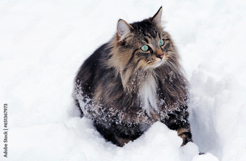 Eine hübsche Norwegische Waldkatze im Winter im Schnee 