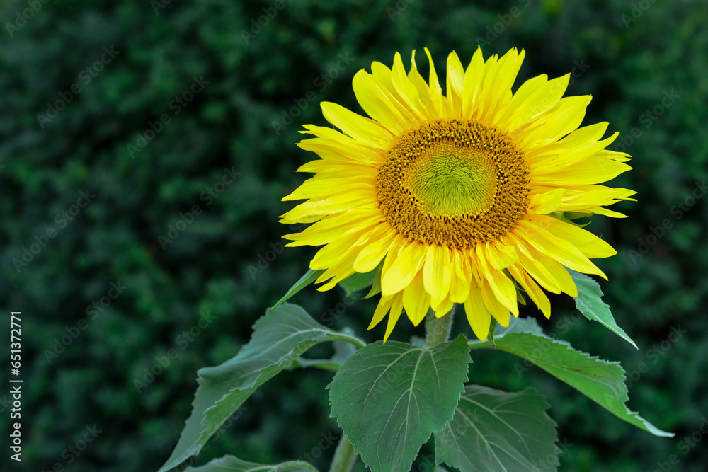 A closeup of a single blooming yellow sunflower plant with green leaves against a vibrant green background. The flower has long yellow petals, and the center of the bloom has a pattern of green seeds. A closeup of a single blooming yellow sunflower plant with green leaves against a vibrant green background. The flower has long yellow petals, and the center of the bloom has a pattern of green seeds.